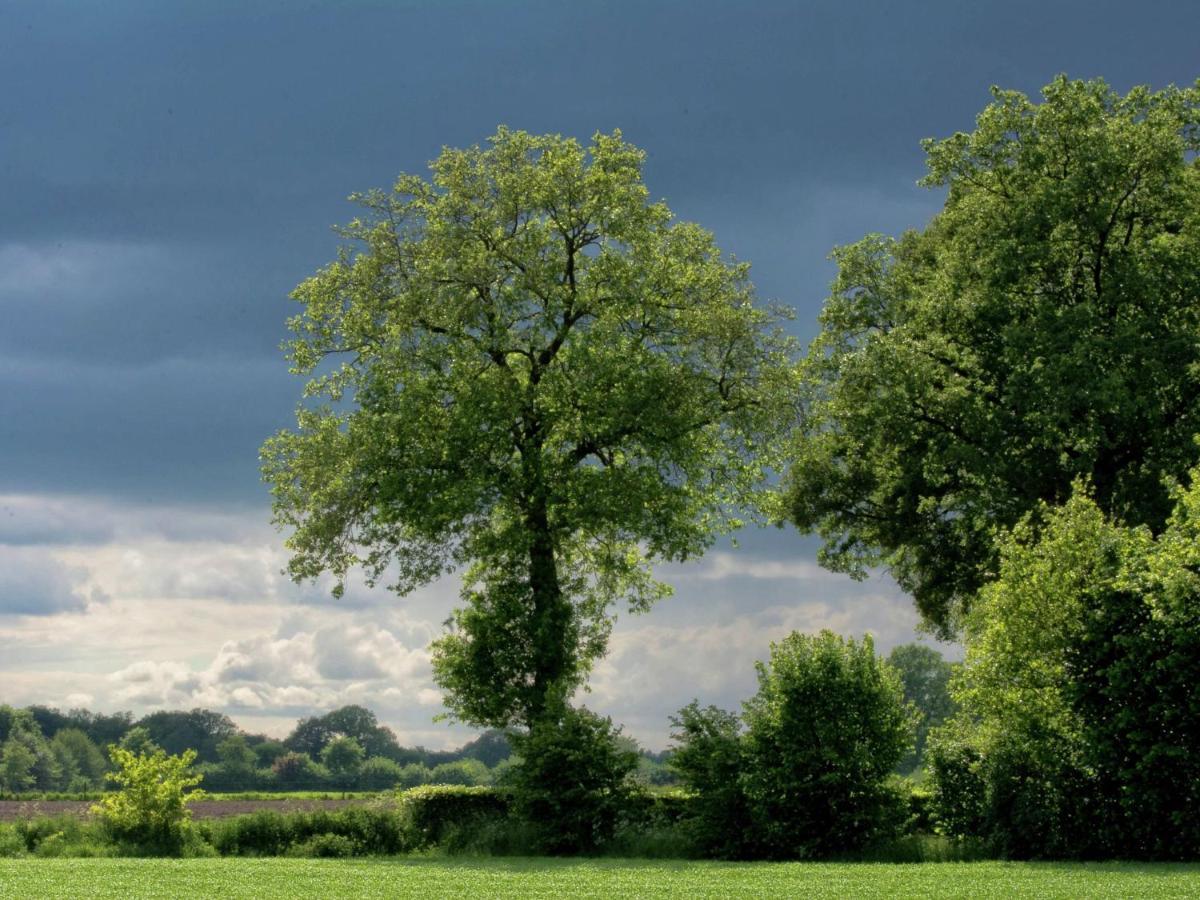 Monumental Farm In The Ash Landscape Villa Geesteren  ภายนอก รูปภาพ