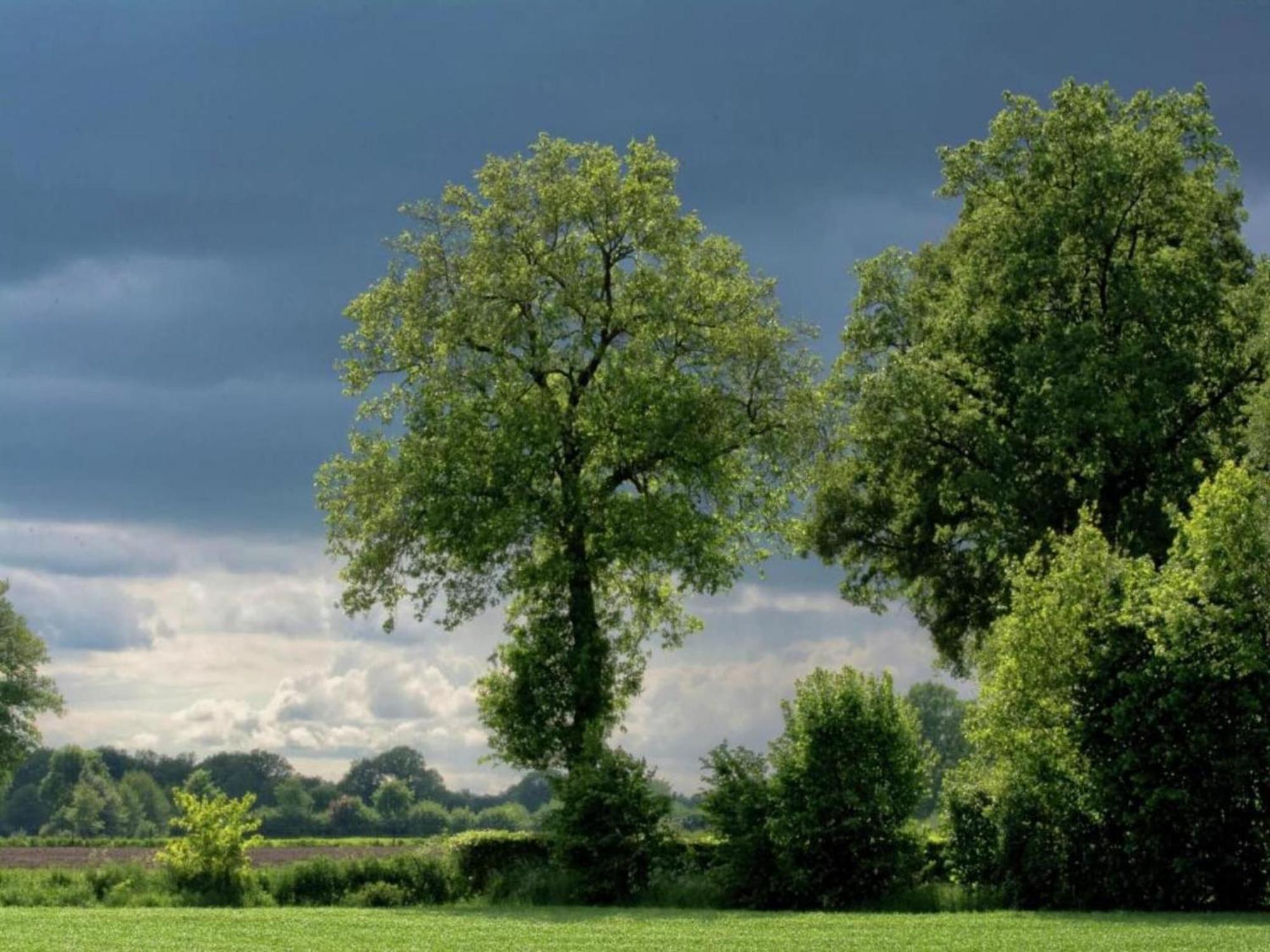 Monumental Farm In The Ash Landscape Villa Geesteren  ภายนอก รูปภาพ