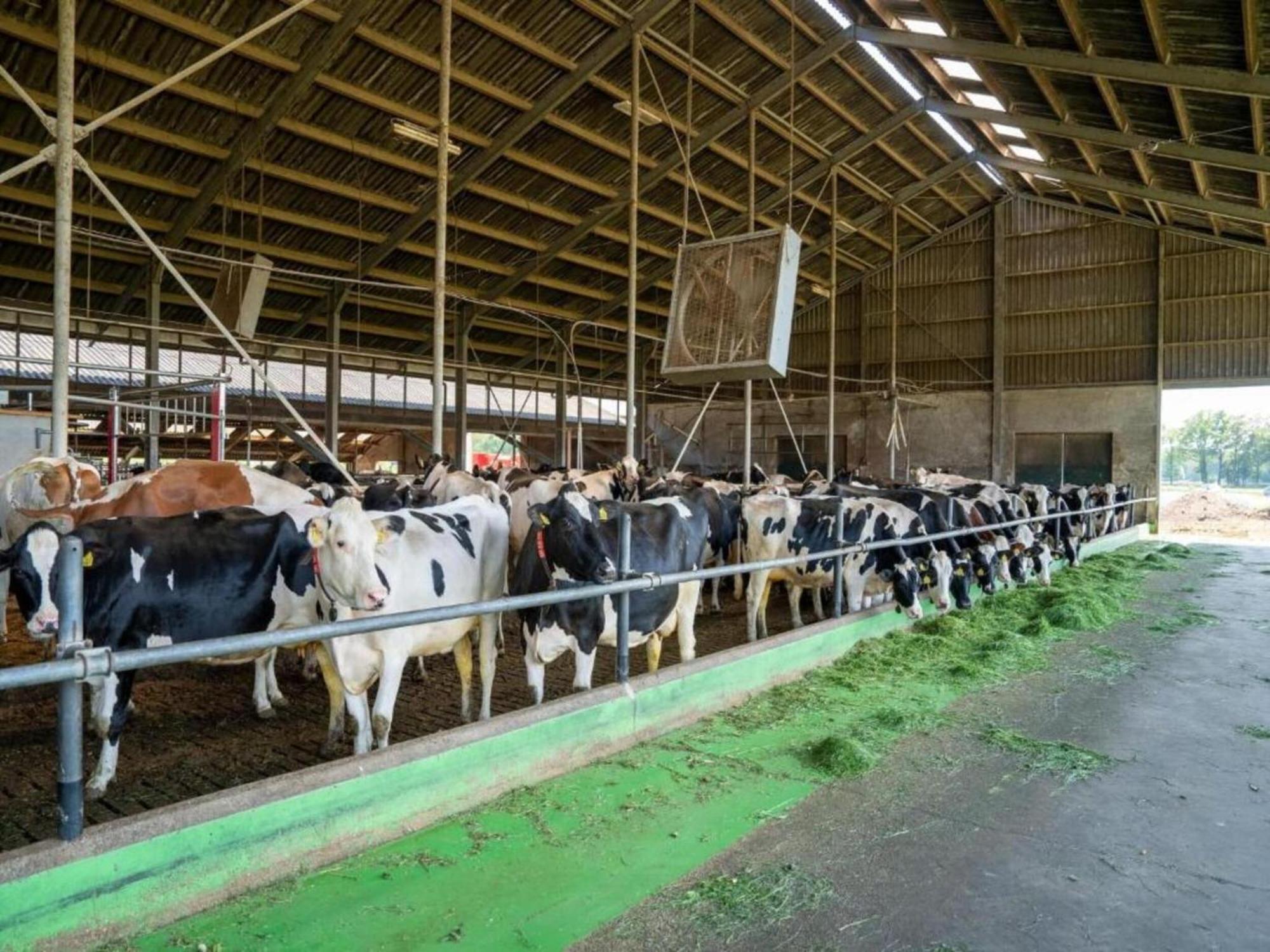 Monumental Farm In The Ash Landscape Villa Geesteren  ภายนอก รูปภาพ